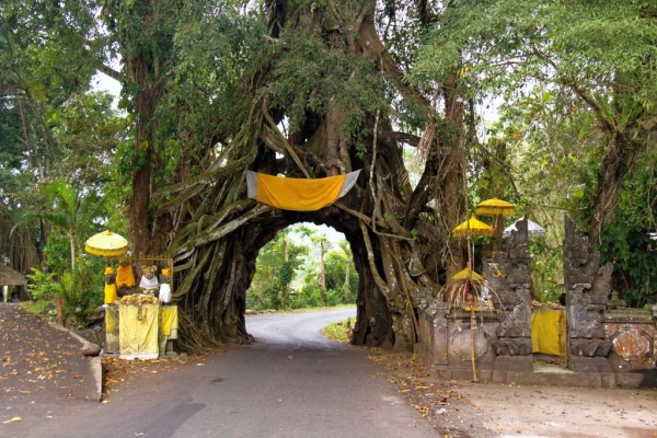 L&#039; albero cavo di Bunut Bolong